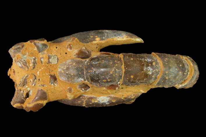 Fossil Mud Lobster (Thalassina) - Australia #141039
